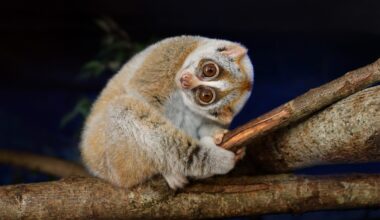 Bengal slow loris