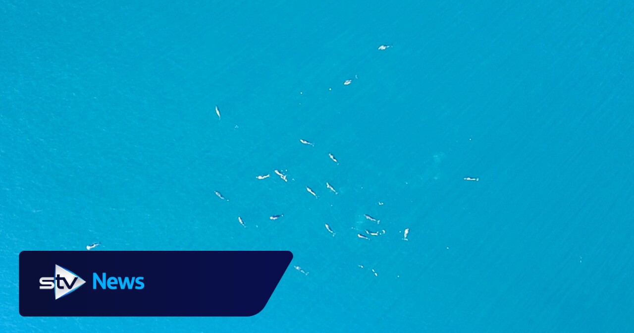 Watch drone video of 'Unusually' large group of porpoises engaging in mating behaviour off Shetland