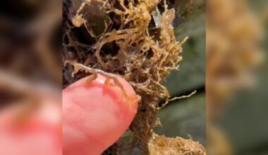 Woman Sees Something Moving On Buoy And A Piece Of 'Seaweed' Crawls On Her Finger