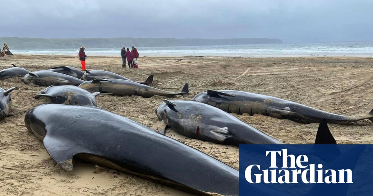 Mass stranding of whales on Scottish beach caused by loyalty to their pod, report finds | Whales