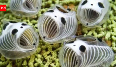 ‘Underwater Panda’ discovered near Japan: Tiny 1-inch translucent marine species found 20 meters deep under sea |