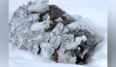 Man Sees Ball Of Fur Covered In Snow In His Front Yard — Then It Starts To Move