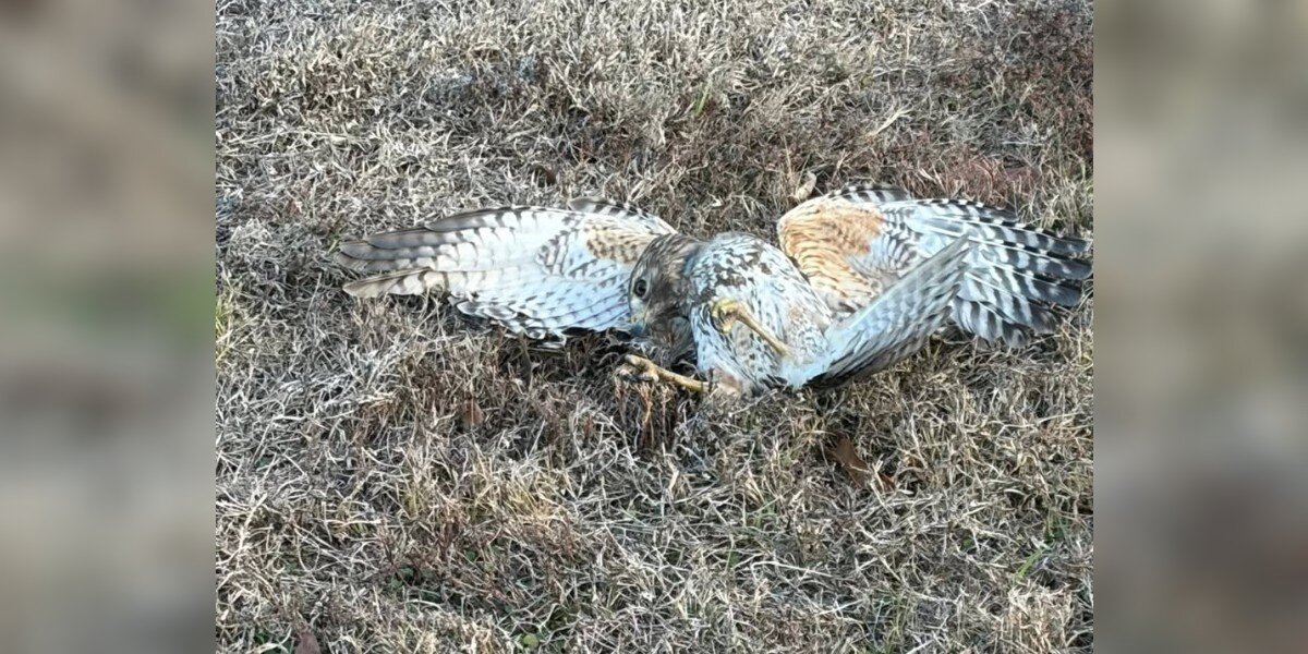 Rescuer Stops To Help A Hawk On The Ground — And Finds Something Around His Neck