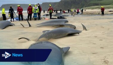 Mass pilot whale stranding may have been caused by 'difficult birth'