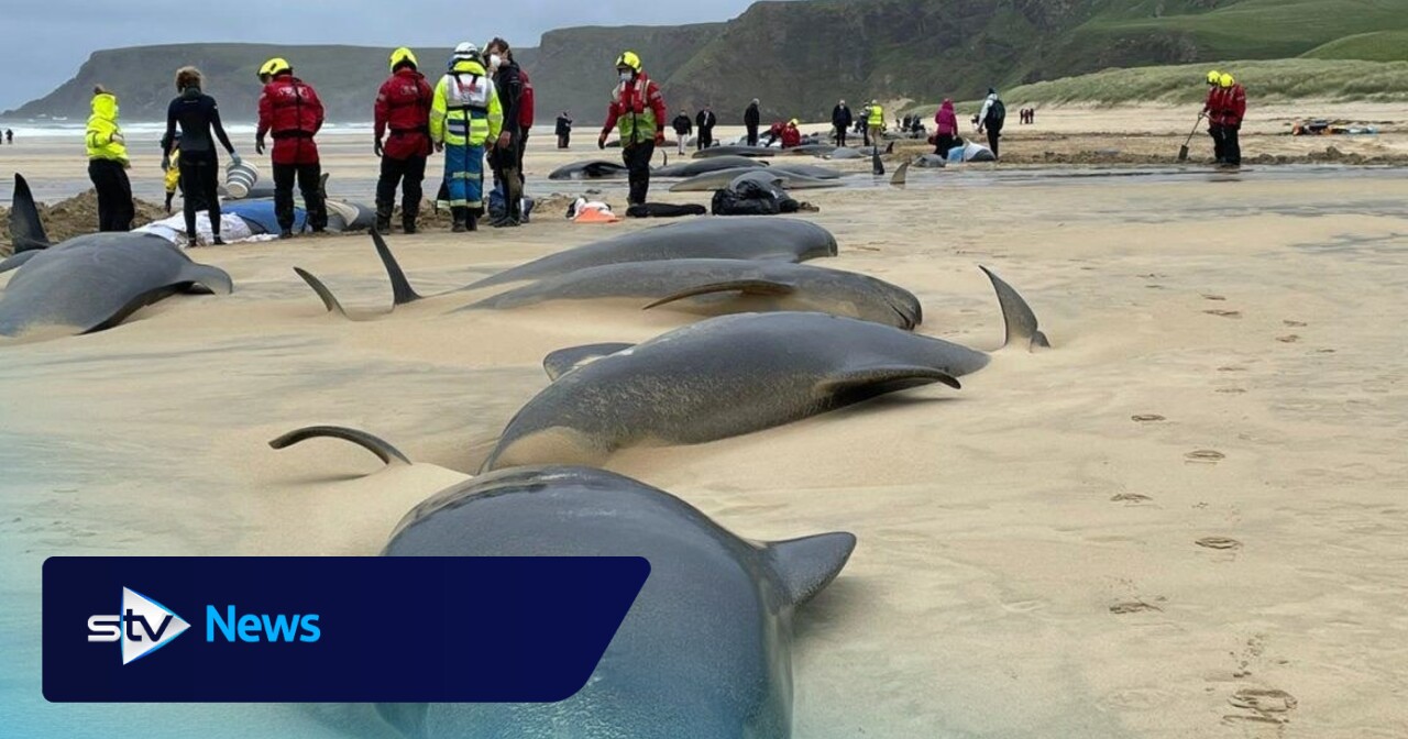 Mass pilot whale stranding may have been caused by 'difficult birth'
