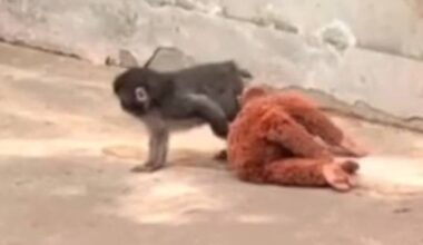 BBC Breakfast shares 'positive' update on Punch the monkey as fans say 'so glad'