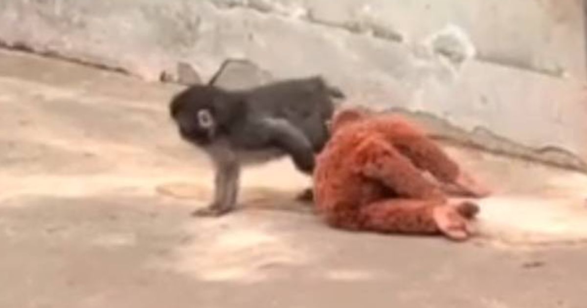 BBC Breakfast shares 'positive' update on Punch the monkey as fans say 'so glad'