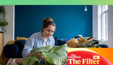 The best places to buy plants online, according to top gardeners and landscape designers | Gardens