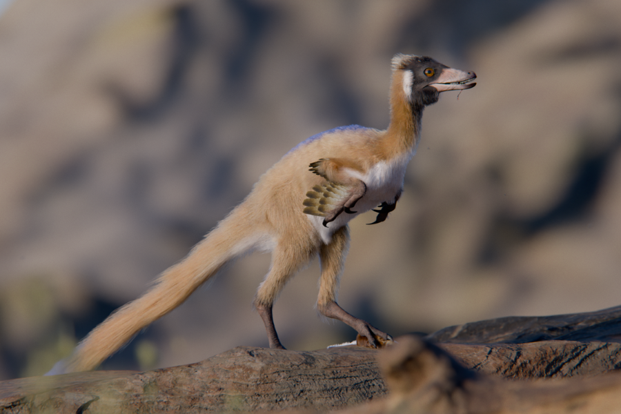 Artist's conception of a small dinosaur covered in fluffy tan feathers.