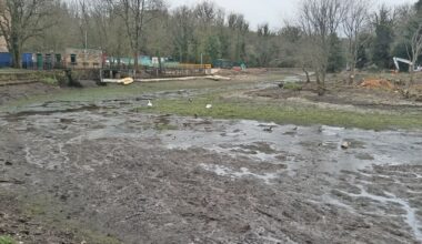 Swans stuck after Nottinghamshire pond 'decimated' by council, wildlife charity says