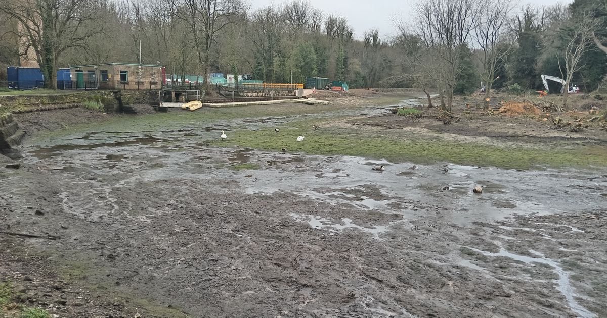 Swans stuck after Nottinghamshire pond 'decimated' by council, wildlife charity says