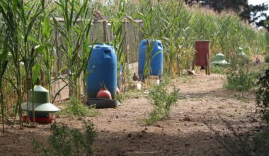 More restrictions expected for gamebird releases this year on/near Special Protected Areas in England – Raptor Persecution UK