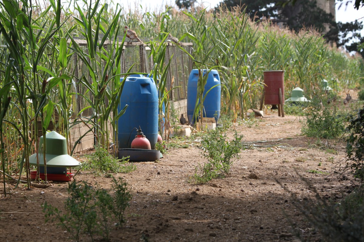 More restrictions expected for gamebird releases this year on/near Special Protected Areas in England – Raptor Persecution UK