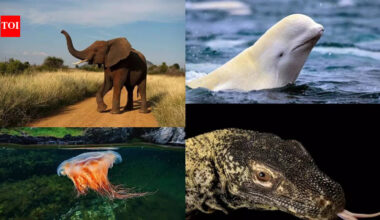 9 largest animals on Earth that are bigger than a bus