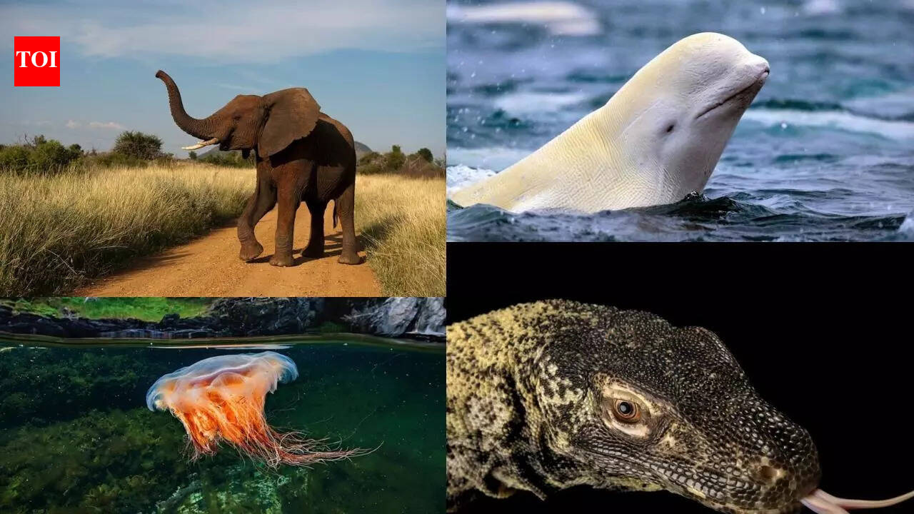 9 largest animals on Earth that are bigger than a bus