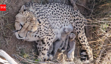 Indian Cheetah Population: Jwala delivers 5 cubs at Kuno National Park; India’s cheetah population rises to 53 | Bhopal News