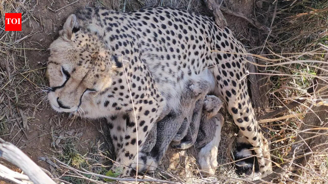 Indian Cheetah Population: Jwala delivers 5 cubs at Kuno National Park; India’s cheetah population rises to 53 | Bhopal News