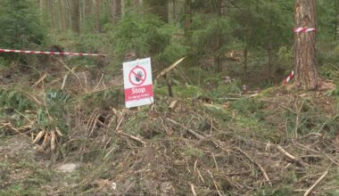 Fears for wildlife after New Forest bluebell wood wiped out by tree felling