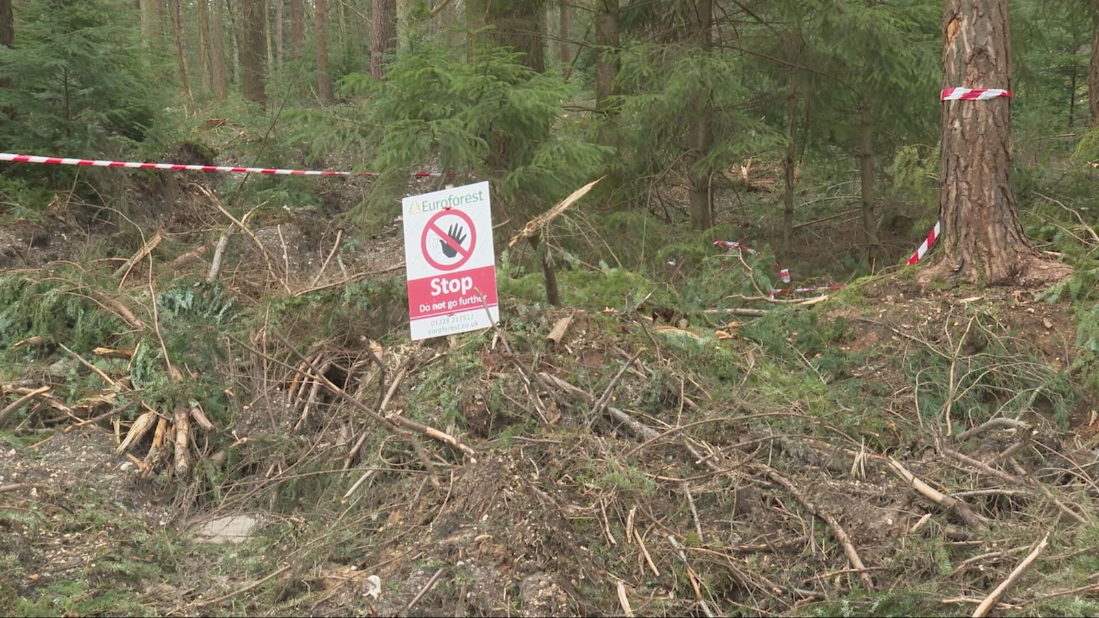 Fears for wildlife after New Forest bluebell wood wiped out by tree felling