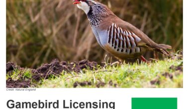 Natural England confirms tighter restrictions on gamebird releases on/near to Special Protection Areas in England – Raptor Persecution UK