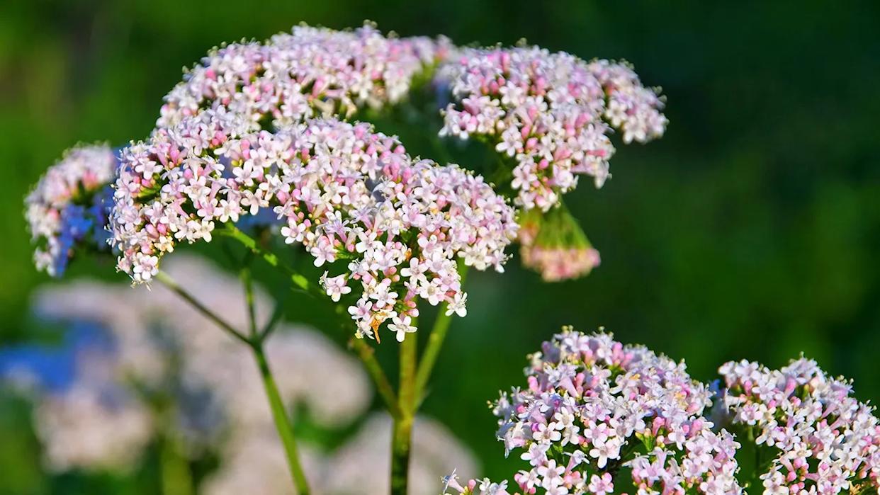 pink and white valerian flowers