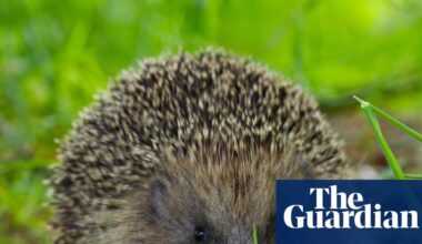 Ultrasound repellers could keep hedgehogs off roads, scientists hope | Wildlife