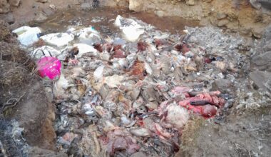 Gamebirds dumped in a pit on a shooting estate in Cairngorms National Park – Raptor Persecution UK