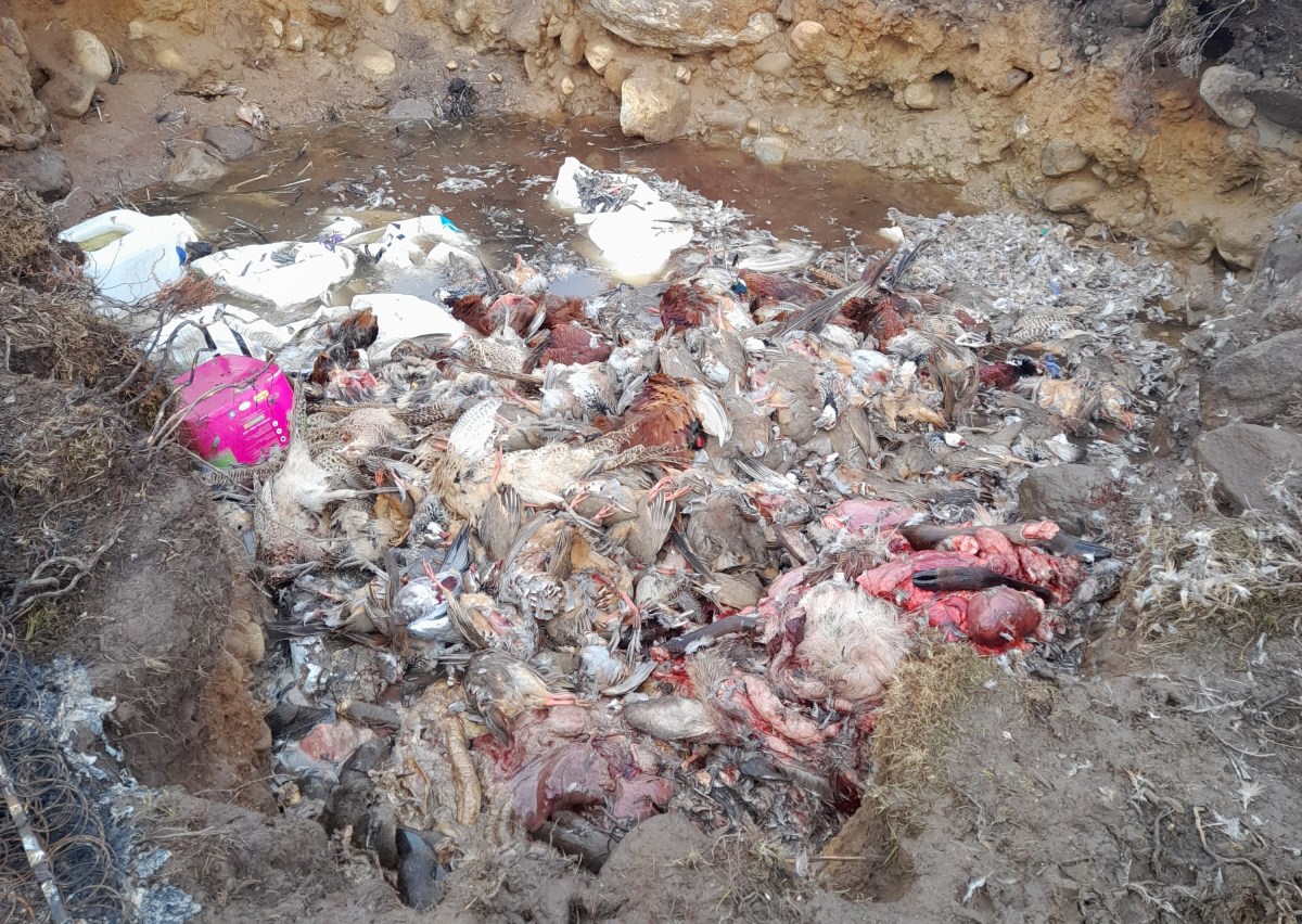 Gamebirds dumped in a pit on a shooting estate in Cairngorms National Park – Raptor Persecution UK