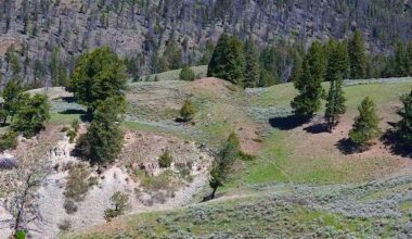 Yellowstone grizzly bear and cubs on the move, can you spot them?