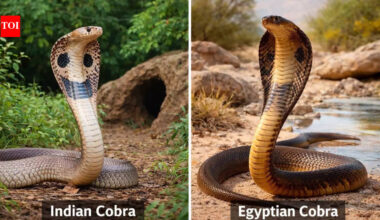 Indian cobra vs Egyptian cobra: How these two venomous snakes differ in size, venom, habitat, and more |