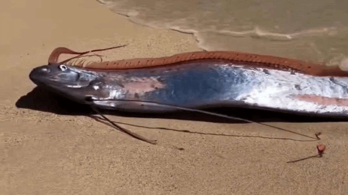 Oarfish washed up on the beach in Mexico