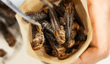 Lab-grown meat, 3D-printed food and INSECTS will be eaten in Britain in just nine years' time, Food Standards Agency claims