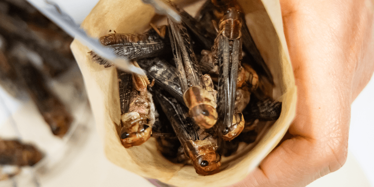 Lab-grown meat, 3D-printed food and INSECTS will be eaten in Britain in just nine years' time, Food Standards Agency claims