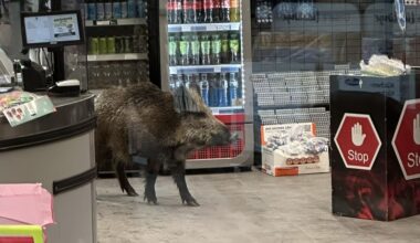 Shocked shoppers come face-to-face with wild boar in Berlin supermarket