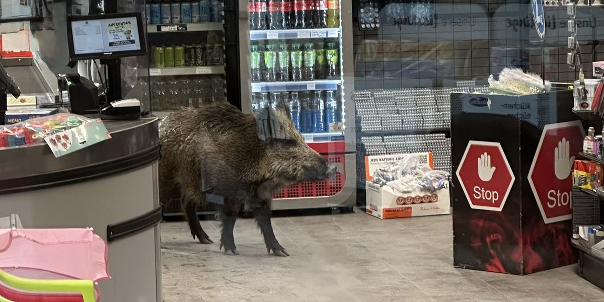 Shocked shoppers come face-to-face with wild boar in Berlin supermarket