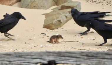 Tourist group attempts to intervene as 'heartbreaking' scene unfolds on Aussie coast