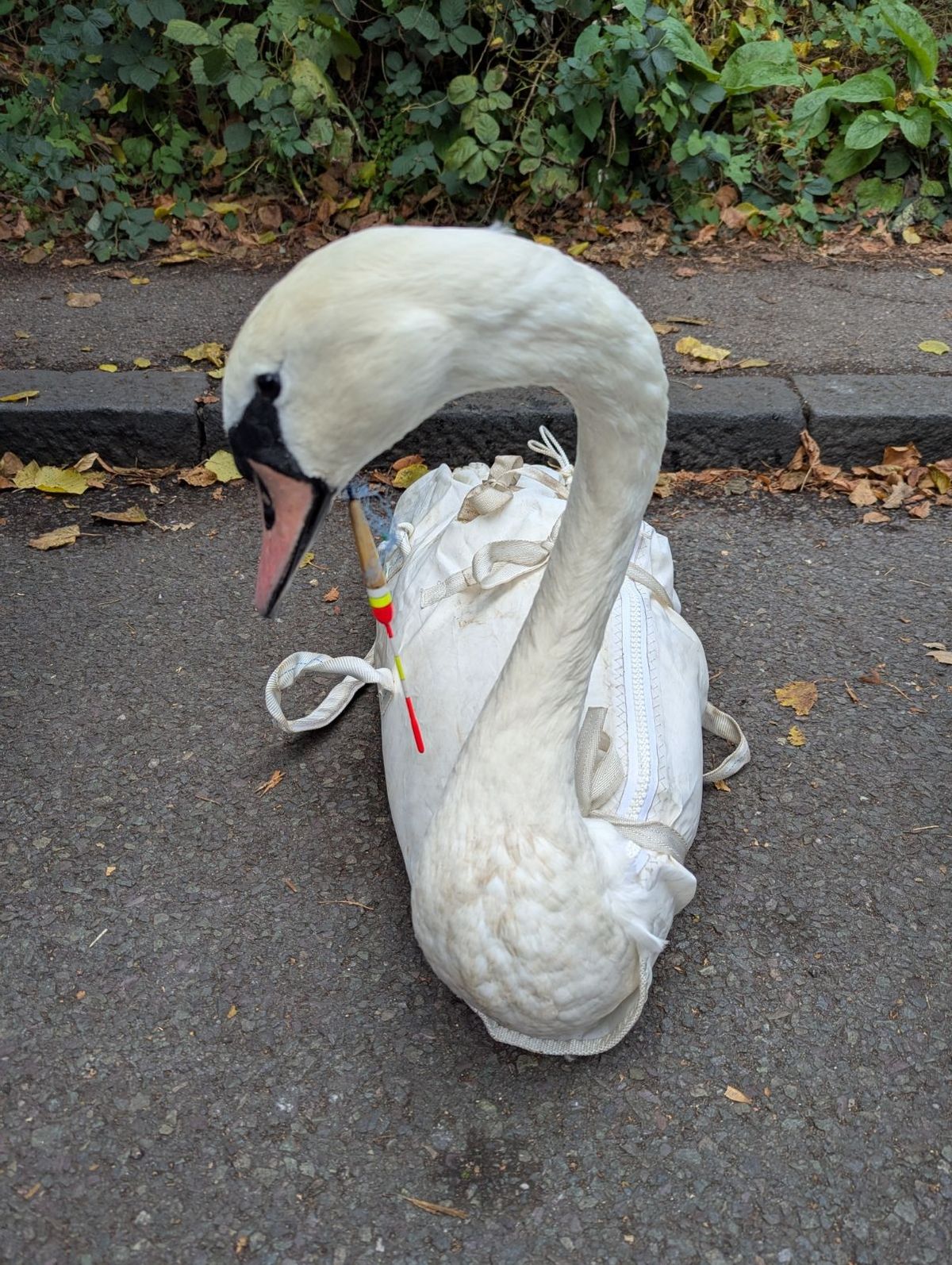Keep Britain Tidy’s 11th Great British Spring Clean takes place from now until March 29th, to rid the country of litter in order to save countless animal lives