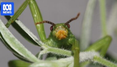 New discovery of rare Lord Howe Island stick insect colonies