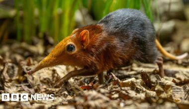 First elephant shrews born in the UK at Hertfordshire Zoo - BBC