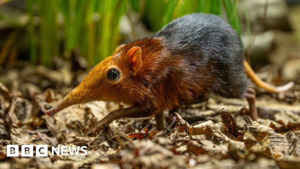 First elephant shrews born in the UK at Hertfordshire Zoo - BBC