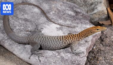Three new rock monitor lizard species discovered in Far North Queensland savanna