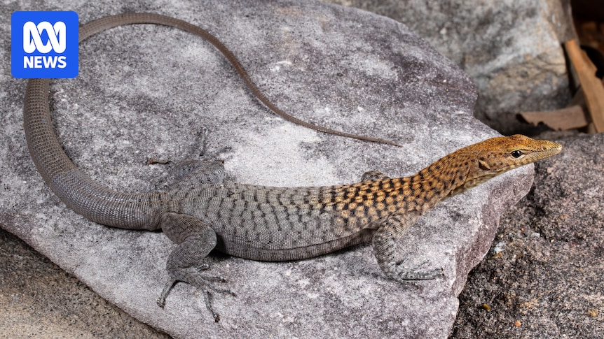 Three new rock monitor lizard species discovered in Far North Queensland savanna
