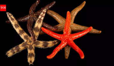 This ocean animal has no blood and survives using seawater instead |