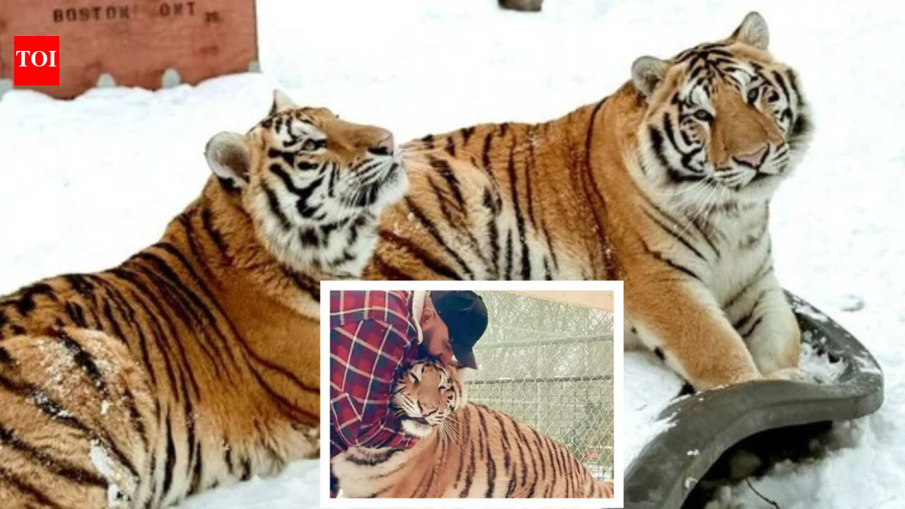 Zohaib Masood Tiger Sanctuary: Canada man asked to remove two tigers from residential property, he says 'we know their personalities'