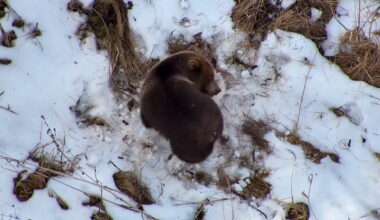 Video Player Placeholder