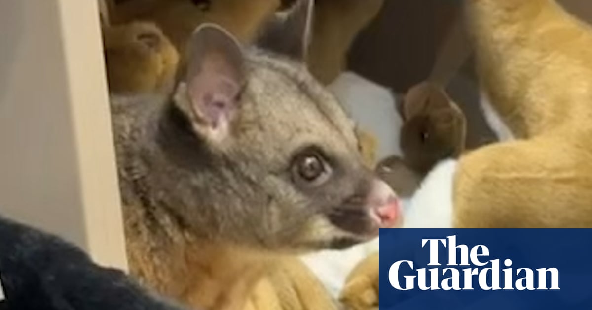 Possum found nestled in with plush toys at airport gift shop in Tasmania | Tasmania