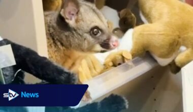 Hello possum! Creature appears among cuddly toys in Australian airport gift shop