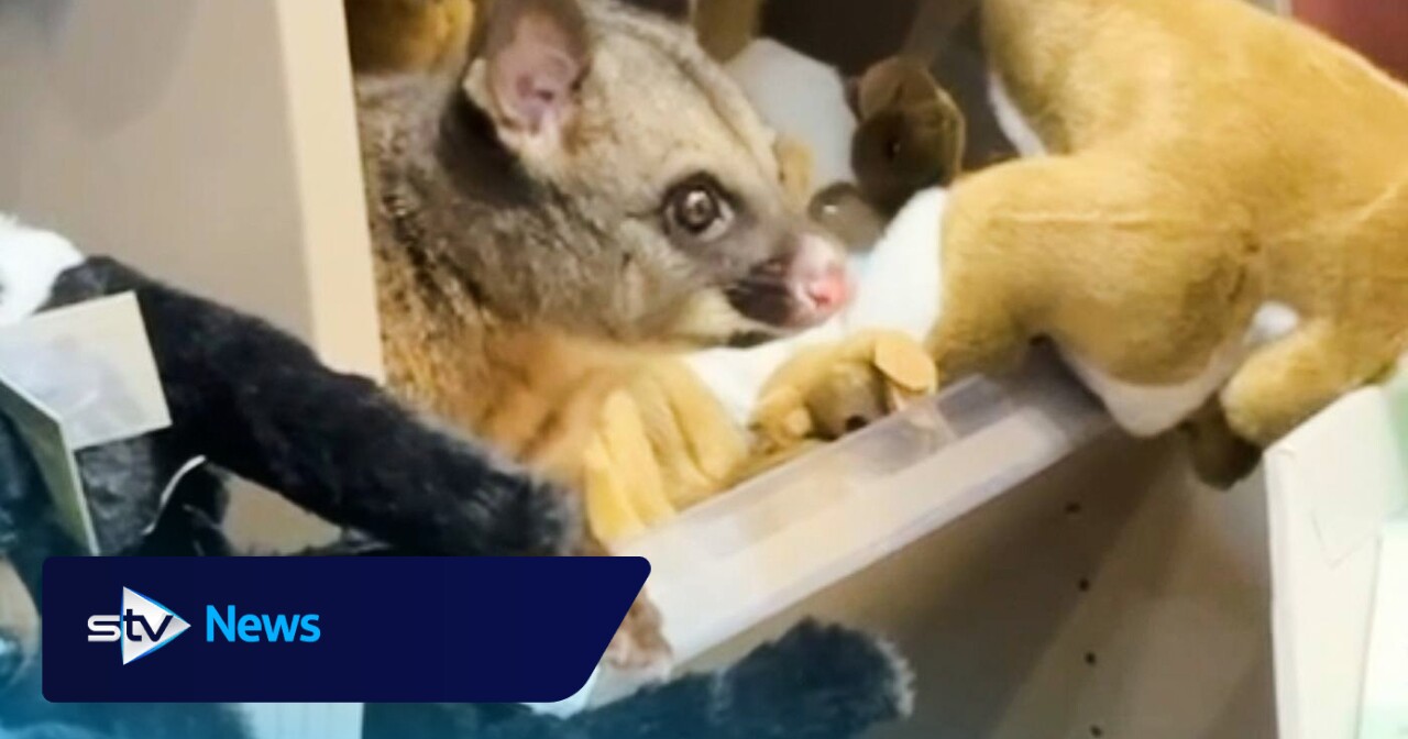 Hello possum! Creature appears among cuddly toys in Australian airport gift shop