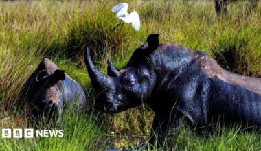 Two rhinos next to each other with one in profile. They are in the grass and a white bird is flying above them.