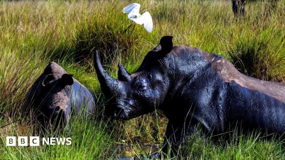 Two rhinos next to each other with one in profile. They are in the grass and a white bird is flying above them.